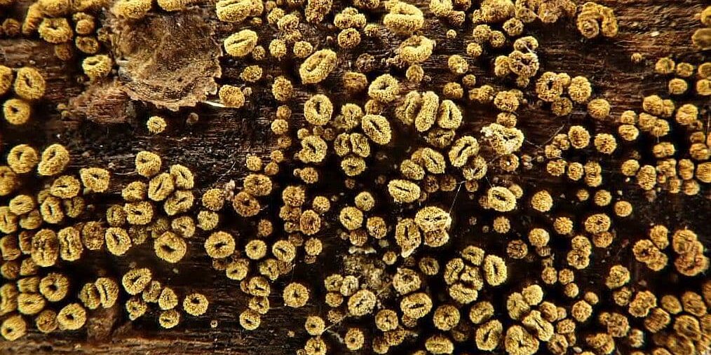 Mikonoć / Photo: Neven Matočec