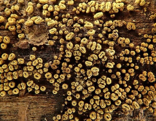 Mikonoć / Photo: Neven Matočec