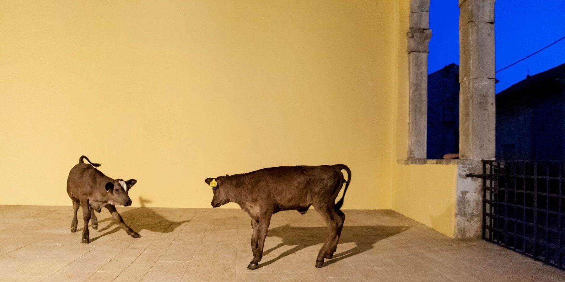 Šikuti Machine: Telci, 17. srpnja 2014, Festival plesa i neverbalnog teatra, Gradska loža u Savičenti) / Foto: Andi Benčić