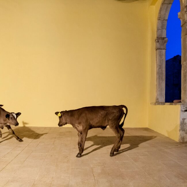 Šikuti Machine: Telci, 17. srpnja 2014, Festival plesa i neverbalnog teatra, Gradska loža u Savičenti) / Foto: Andi Benčić