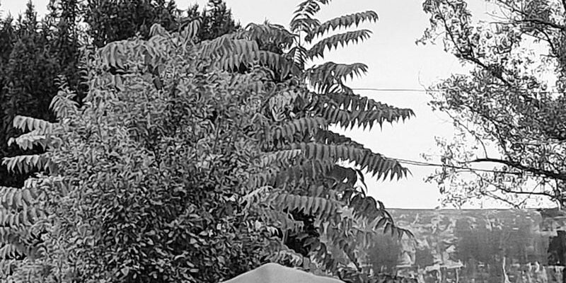 Rezidencija: Jelena Vujović – Melem